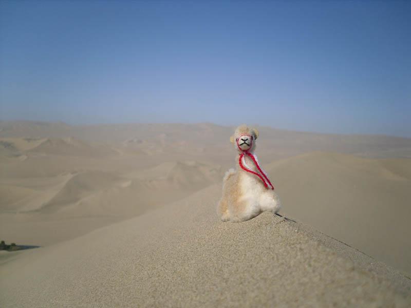 Llama de Arabia