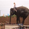 Don't support elephant shows like these