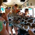 Curious giraffes