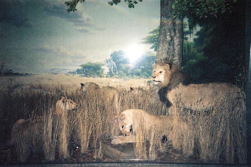Natural History Museum