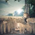 Natural History Museum