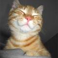 Fritzthecat