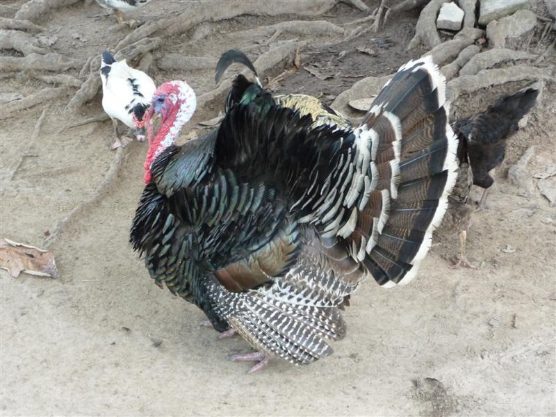 Ugly bird