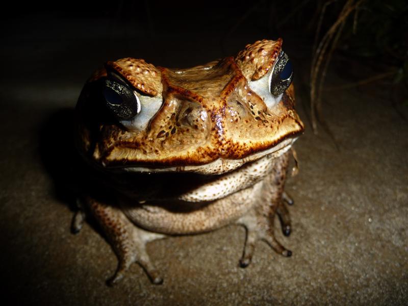 Andean toad