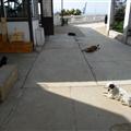 Lazy dogs at the top of the funicular