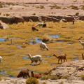 Llamas