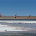 Flamingos