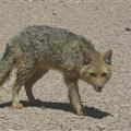 Andean fox