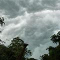 Heavy, dark, and pendulous