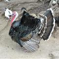 Ugly bird