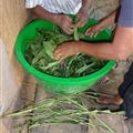 Herb bath being prepared