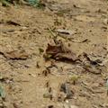 Leaf cutter ants