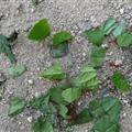 Busy ants