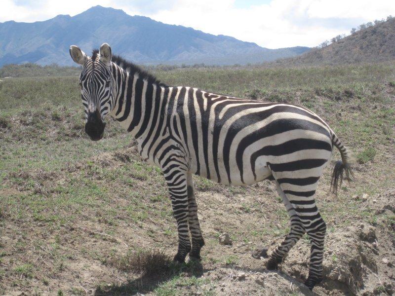 Black with white stripes, or white with black stripes