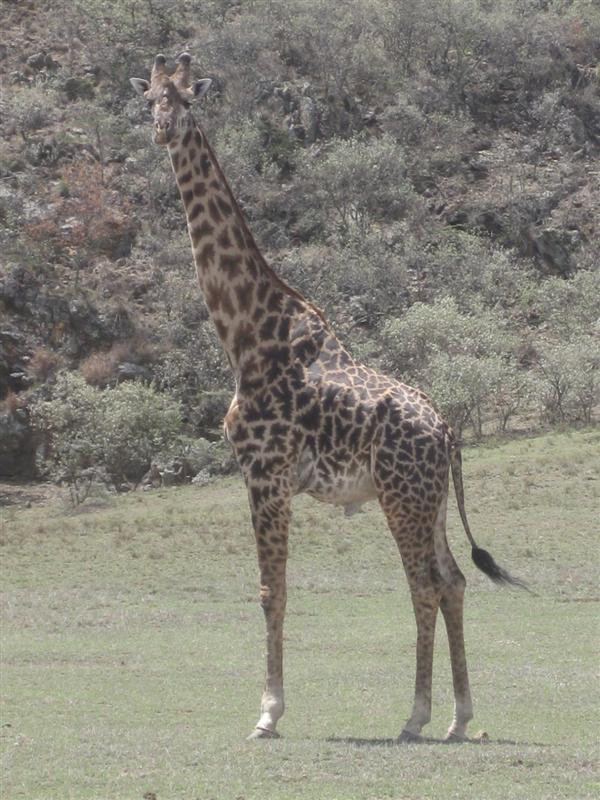 Up close with the senior giraffe