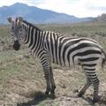 Black with white stripes, or white with black stripes