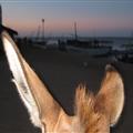 Donkey Cam