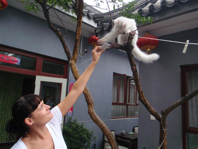 Kitties!  Lots of kitties at the Chinese box in Beijing