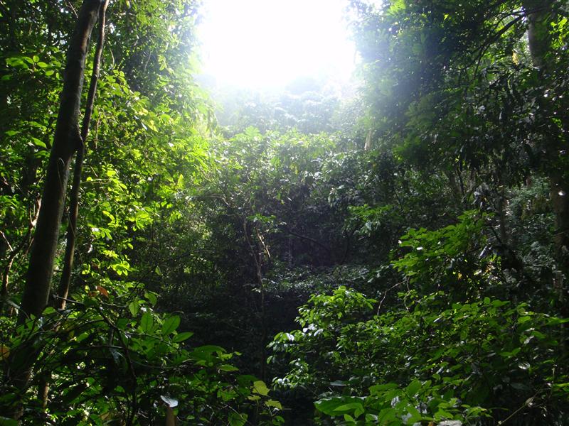 Our jungle walk through Cuc Phuong national park