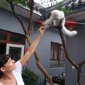 Kitties!  Lots of kitties at the Chinese box in Beijing
