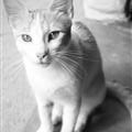 the super cute cat at the hostle