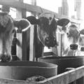 The cows all lined up ready to be milked