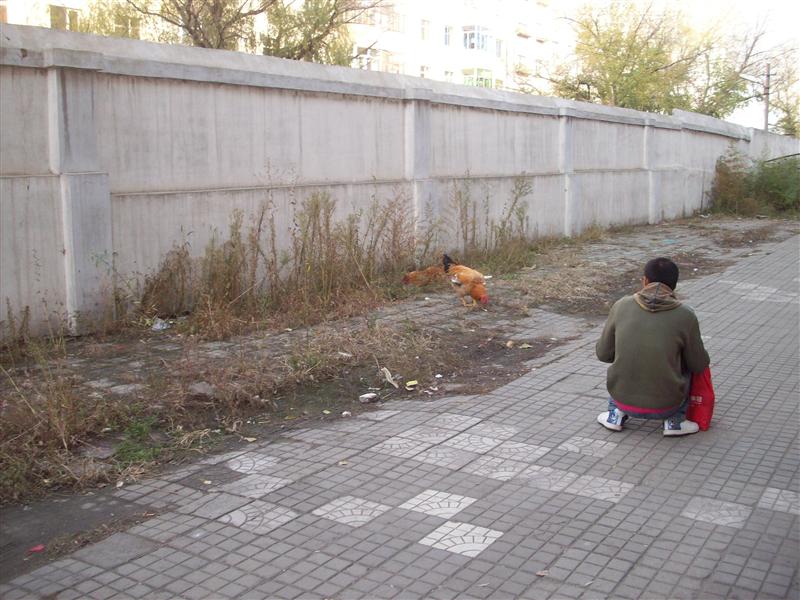 Free Range Chickens