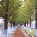 Campus path