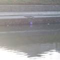 Ducks don't swim in the toxic stuff, the floating balloons are nice.