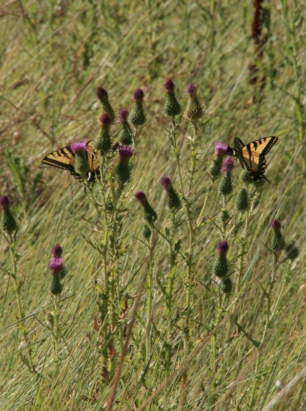 Butterflies