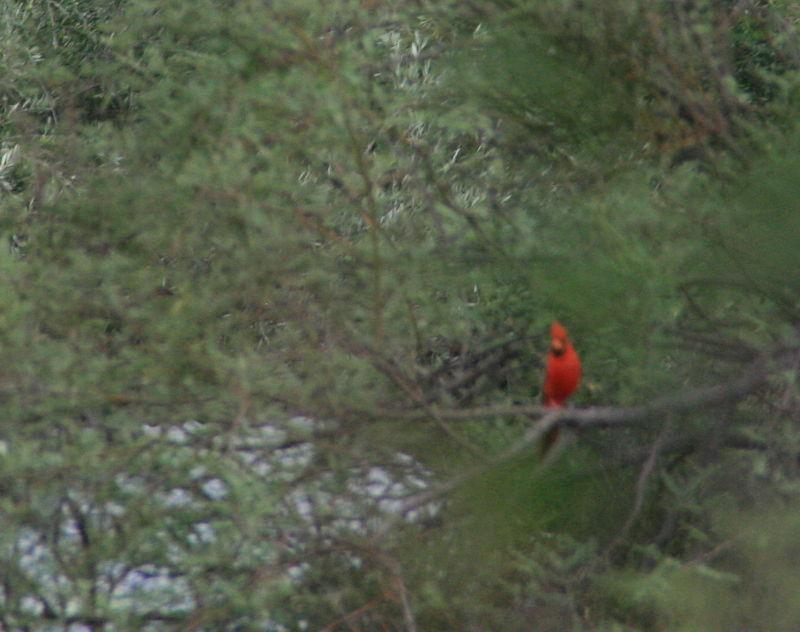Red Cardinal