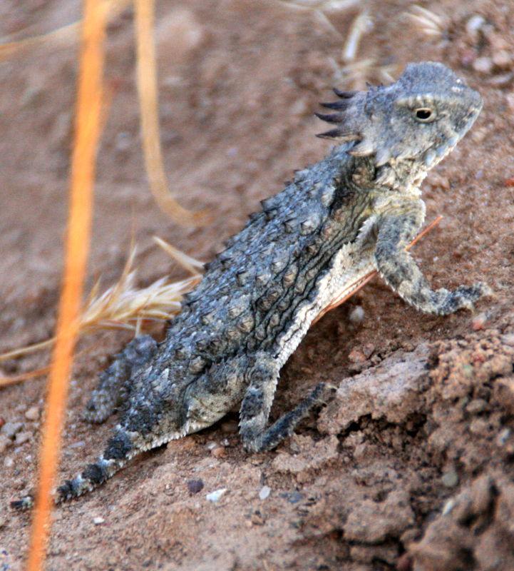 Horny Toad