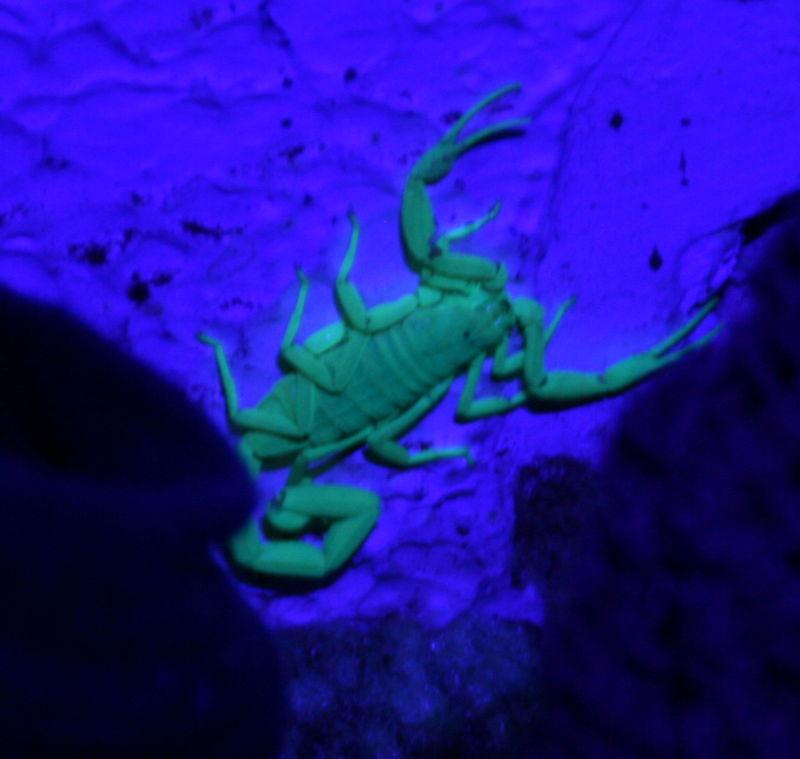 Scorpion in our Hut