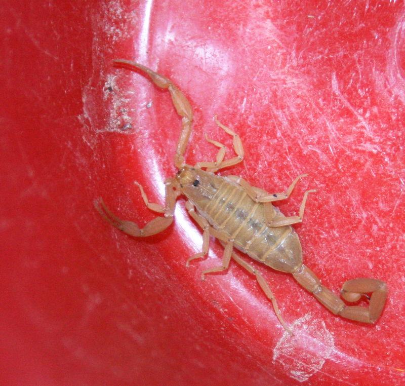 OUCH! Scorpion