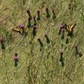 Butterflies