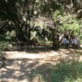 Campsite at Mono