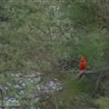 Red Cardinal
