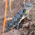 Horny Toad