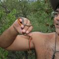 Ringneck Snake
