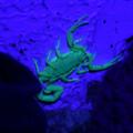 Scorpion in our Hut