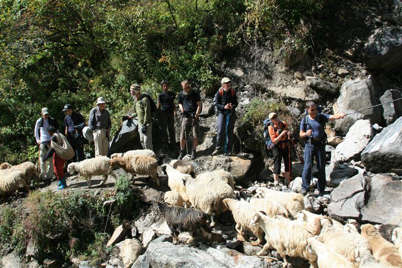 Corriendo de las avista y detenidos por las cabras / Running from the wasps and stopped by the goats