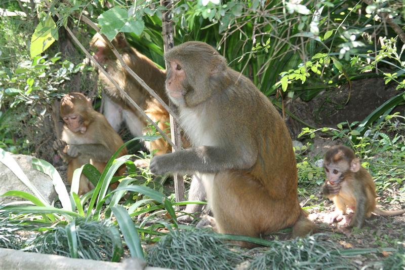 Los monos / monkeys: Swayambhunath Templo / Temple