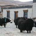 Yaks