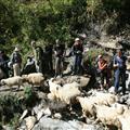 Corriendo de las avista y detenidos por las cabras / Running from the wasps and stopped by the goats