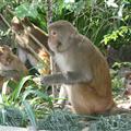 Los monos / monkeys: Swayambhunath Templo / Temple
