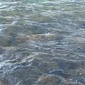 Turtle, Richardson Beach Park, Hilo Bay