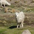 An Alpaca