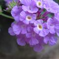 more flowers