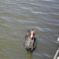 Black swan