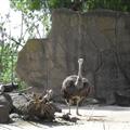 ostrich
